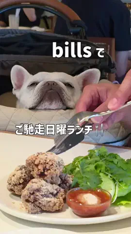 フレブルのやまわきさんのTikTok投稿