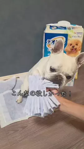 フレブルのやまわきさんのTikTok投稿