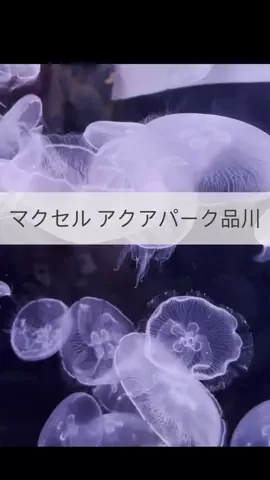 まりのTikTok投稿