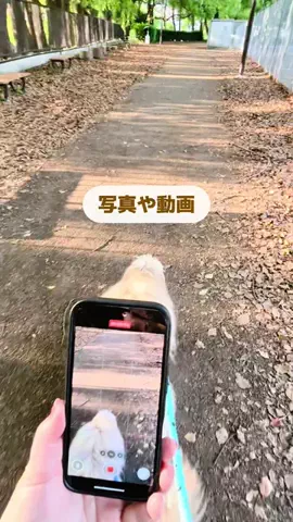 まるり[iPhone設定＊活用術]のTikTok投稿