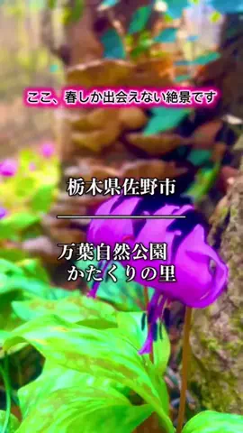 茨城と栃木の県境に住んでいますのTikTok投稿
