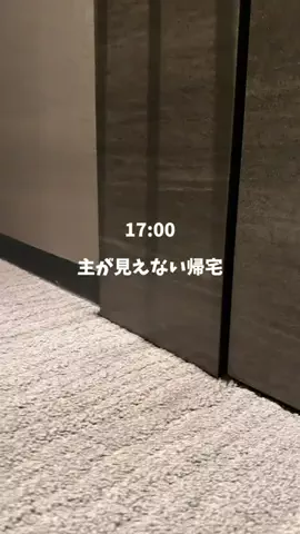 ペンナピトのTikTok投稿
