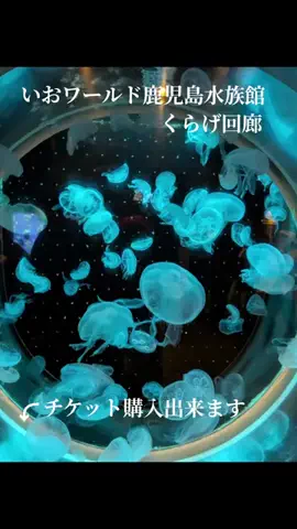 コウジのTikTok投稿