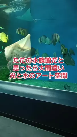 野良猫　イチくんとナナちゃんのTikTok投稿