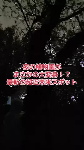 野良猫　イチくんとナナちゃんのTikTok投稿