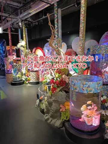 野良猫　イチくんとナナちゃんのTikTok投稿