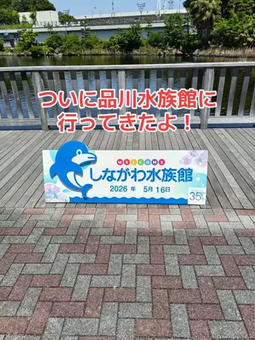 野良猫　イチくんとナナちゃんのTikTok投稿