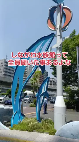 野良猫　イチくんとナナちゃんのTikTok投稿