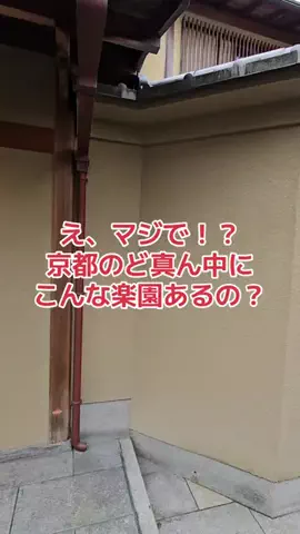 野良猫　イチくんとナナちゃんのTikTok投稿