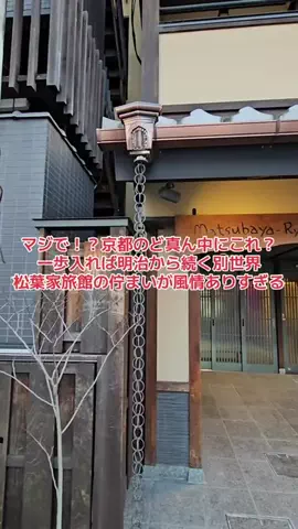 野良猫　イチくんとナナちゃんのTikTok投稿