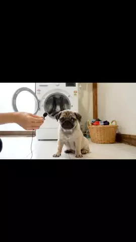 犬猫総合製薬株式会社のTikTok投稿