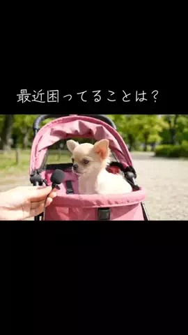 犬猫総合製薬株式会社のTikTok投稿