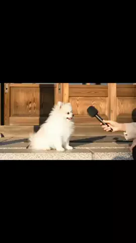 犬猫総合製薬株式会社のTikTok投稿