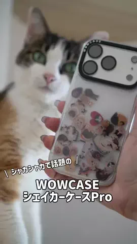 もちもちブラザーズのTikTok投稿