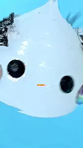 メイズ.(MeiZI.)のTikTok投稿