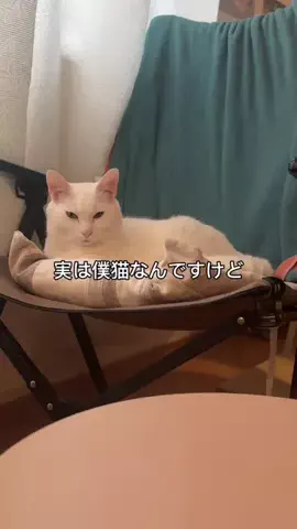 せまるのTikTok投稿