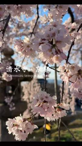 jennifer_eyesのTikTok投稿