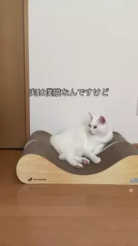 せまるのTikTok投稿