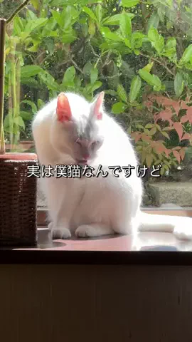 せまるのTikTok投稿