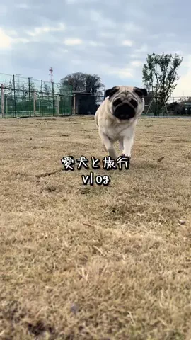 パグのむさしのTikTok投稿