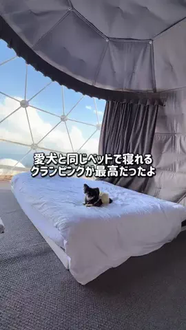 ちまき ｜アイドルチワワのTikTok投稿