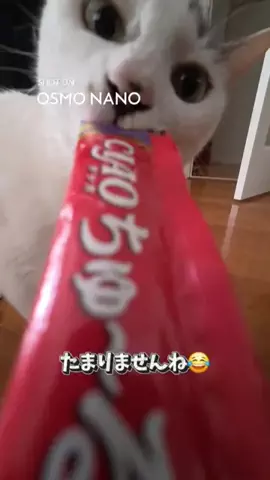 ちゃちゃママのTikTok投稿
