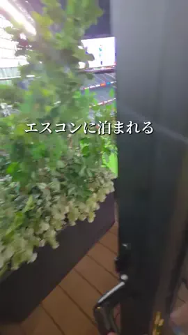 トトロのTikTok投稿