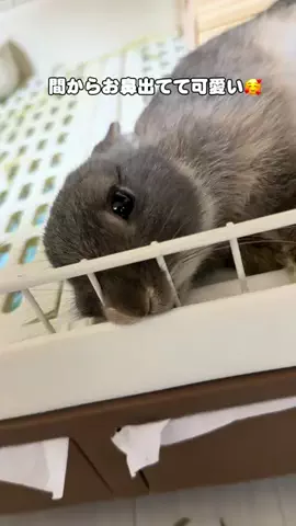 usagi_gomaruのTikTok投稿