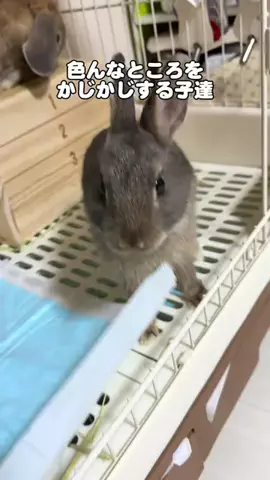 usagi_gomaruのTikTok投稿
