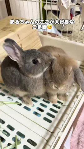 usagi_gomaruのTikTok投稿