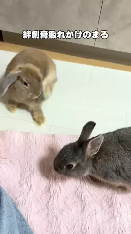 usagi_gomaruのTikTok投稿