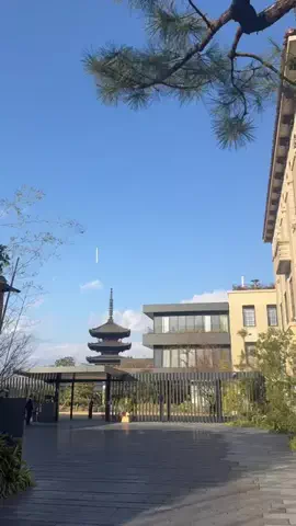 モグワイのTikTok投稿