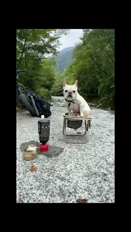Biz the FrenchieのTikTok投稿
