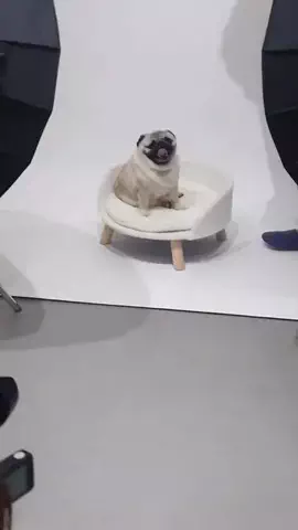 パグの福ちゃんのTikTok投稿