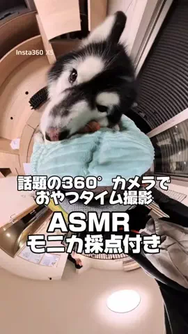 おしゃべりhusky's 善モニコ🐺🐺🐺のTikTok投稿