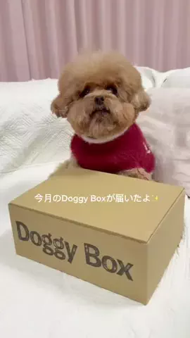 ぽぽちゃんのTikTok投稿