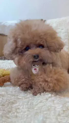 ぽぽちゃんのTikTok投稿