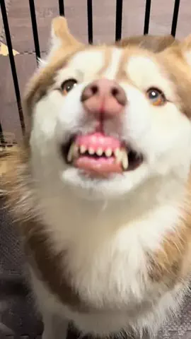 おしゃべりhusky's 善モニコ🐺🐺🐺のTikTok投稿