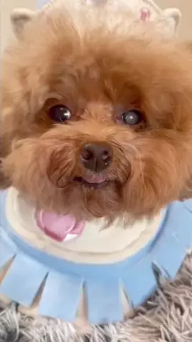 ぽぽちゃんのTikTok投稿