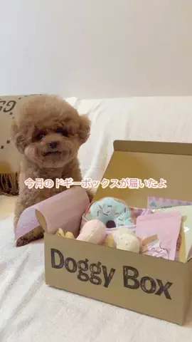 ぽぽちゃんのTikTok投稿