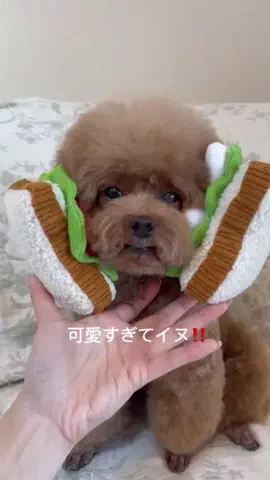 ぽぽちゃんのTikTok投稿