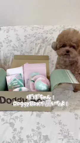 ぽぽちゃんのTikTok投稿