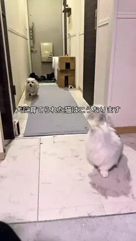 そあまるฅのTikTok投稿