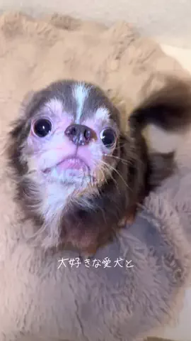 わたげ舞うのTikTok投稿