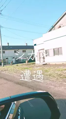 グーのTikTok投稿