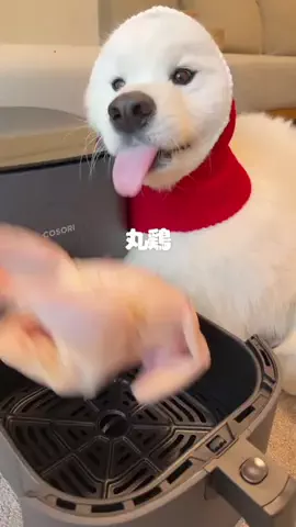 サモエドりんたろう&かのんのTikTok投稿