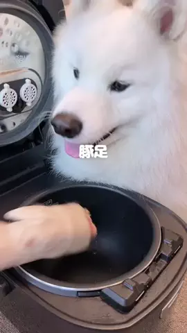 サモエドりんたろう&かのんのTikTok投稿