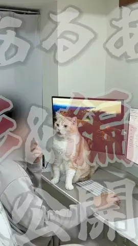 ねこある｜猫との暮らしあるあるのTikTok投稿