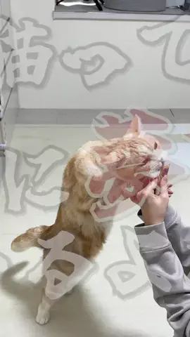 ねこある｜猫との暮らしあるあるのTikTok投稿