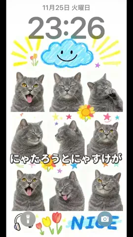ねこある｜猫との暮らしあるあるのTikTok投稿